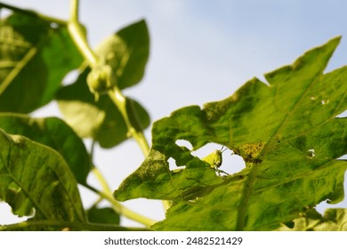 无敌神马在线观看